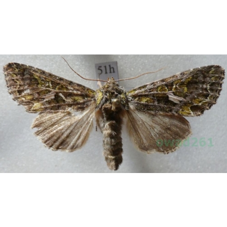 Trachea atriplicis (Linnaeus, 1758) male Agatówka łobodnica Czech51h